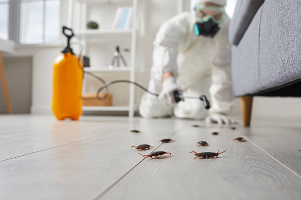 Post-Treatment Bed Bug Interceptor Monitoring in Oak Hill